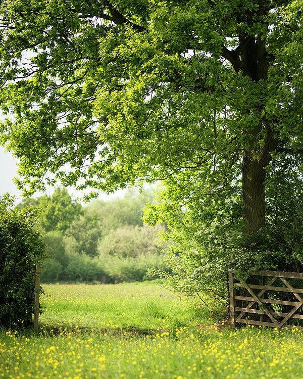 An open gate into a meadow with an oak tree overhead