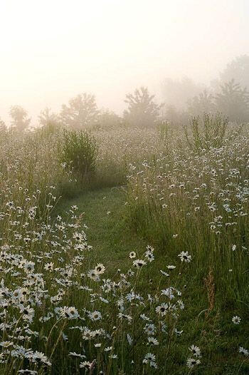 A misty meadow of long grass and white flowers and a path running through it