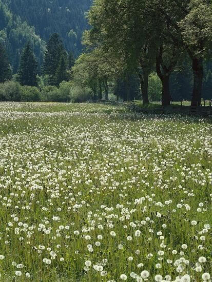 Meadow of dandelions edged with large trees
