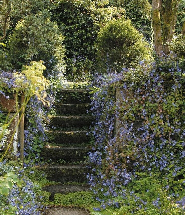 Stone stairs leading to a small garden, overgrown with purple flowers